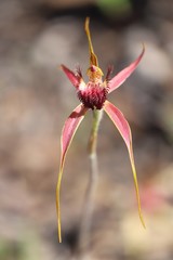 Caladenia decora