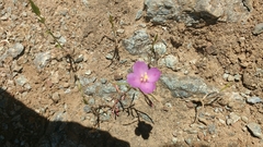 Clarkia gracilis sonomensis