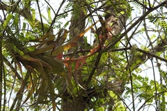 Tillandsia belloensis