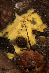 Pachyphlodes annagardnerae