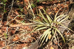 Tillandsia zoquensis