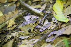 Craugastor megacephalus