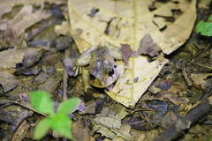 Craugastor megacephalus