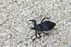 Apiomerus longispinis