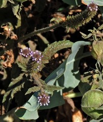 Verbena hispida