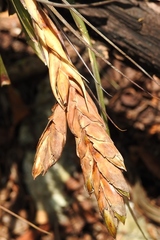 Tillandsia zoquensis