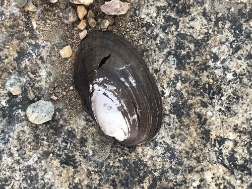 Eastern Lampmussel