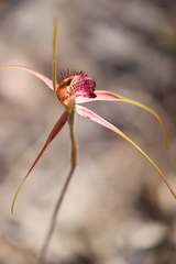 Caladenia decora