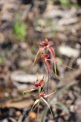 Caladenia decora