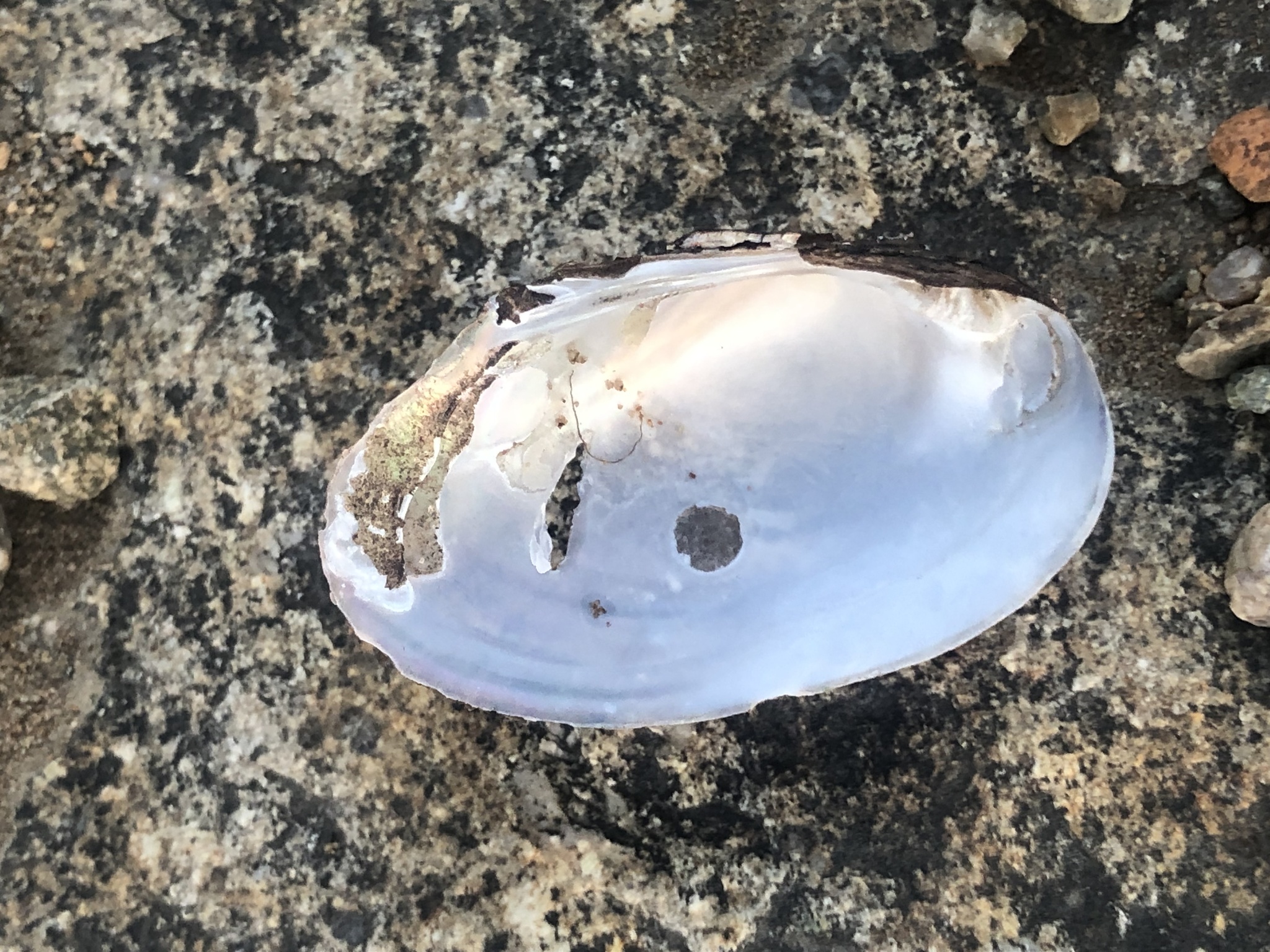 Lampsilis radiata (Gmelin, 1791)