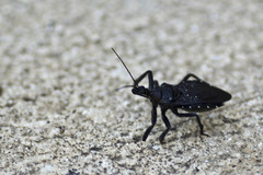 Apiomerus longispinis