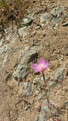 Clarkia gracilis sonomensis