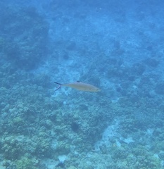 Scomberoides