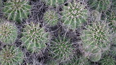 Echinopsis oxygona