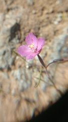Clarkia gracilis sonomensis