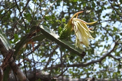 Selenicereus ocamponis