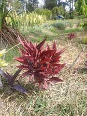 Ouret sanguinolenta