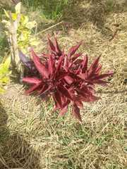 Ouret sanguinolenta