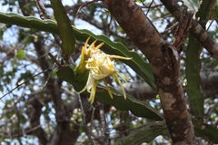 Selenicereus ocamponis