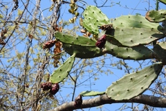 Opuntia dejecta