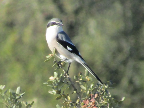 Iberian Grey Shrike, Portugal, photo 7 of 10