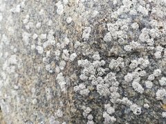 Chthamalus stellatus