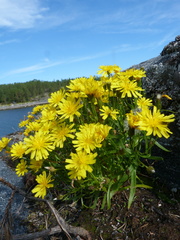Crepis nigrescens