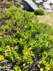 Dasyuris fulminea