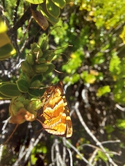 Dasyuris fulminea