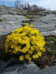 Crepis nigrescens