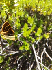 Dasyuris fulminea