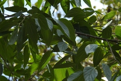 Celtis caudata