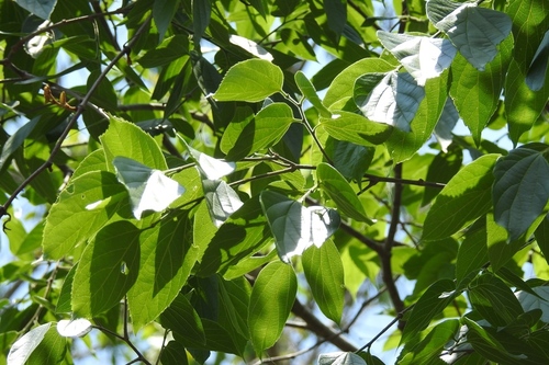 Celtis caudata (Celtis caudata)