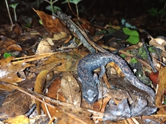 Pseudoeurycea mixteca