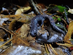 Pseudoeurycea mixteca