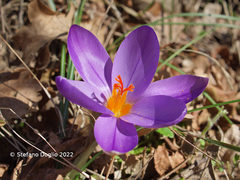Crocus imperati
