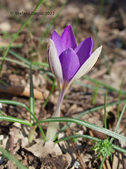 Crocus imperati