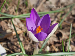 Crocus imperati