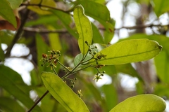 Semialarium mexicanum