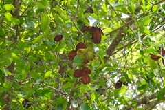 Semialarium mexicanum