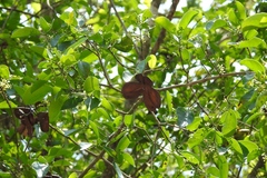 Semialarium mexicanum