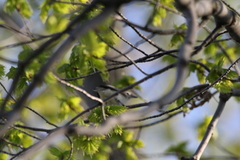 Vireo gilvus