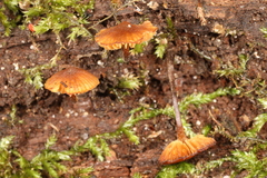 Galerina triscopa