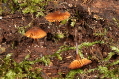 Galerina triscopa