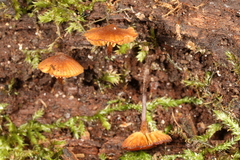 Galerina triscopa