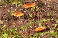 Galerina triscopa