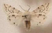 Spilosoma dubia