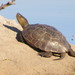 Mediterranean Pond Turtle - Photo (c) camila1975, some rights reserved (CC BY-NC), uploaded by camila1975