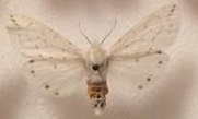 Spilosoma dubia