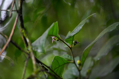 Lycianthes sanctaeclarae